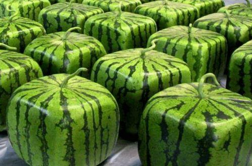 中华民族吃瓜,探寻中华民族的瓜文化传承