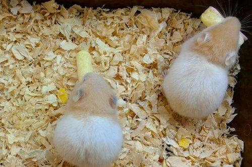 仓鼠吃佛手瓜好吗,佛手瓜对仓鼠的益处与注意事项